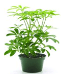 Schefflera